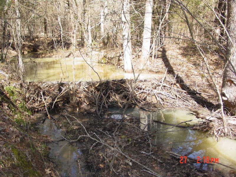 Beaverdams010resized.jpg