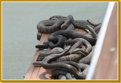 snakes.jpg