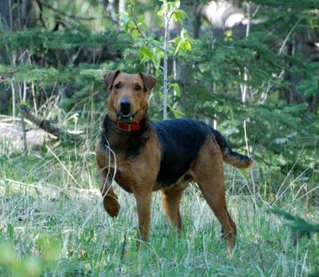 redline airedale for sale