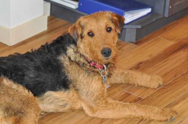 redline airedale for sale