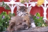 puppies.jpg cute image by dementia345