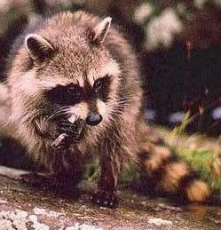 raccoon Pictures, Images and Photos