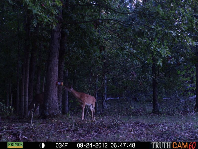 Deer/Peanut butter.......? Page 2 Ohio Game Fishing