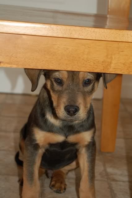 DSC_0024.jpg Gaius hiding under kitchen chair image by Sakura1202