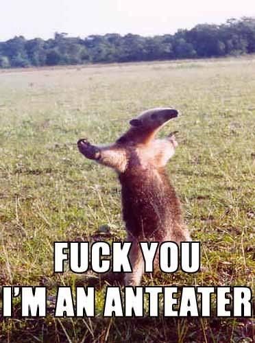 image: anteater