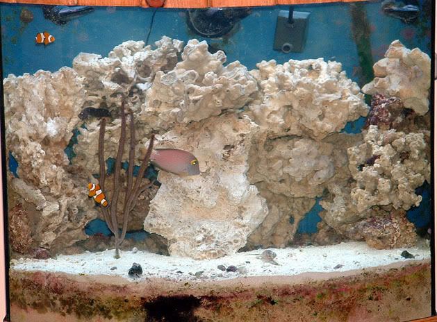 26b - Bye Bye Pony Coral...