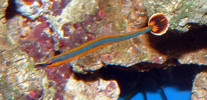 BestPipe - I WANT PICS OF YOUR FAVORITE FISH!