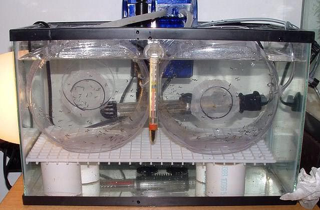 reactor - Witness/Documented H. Reidi Egg Transfer
