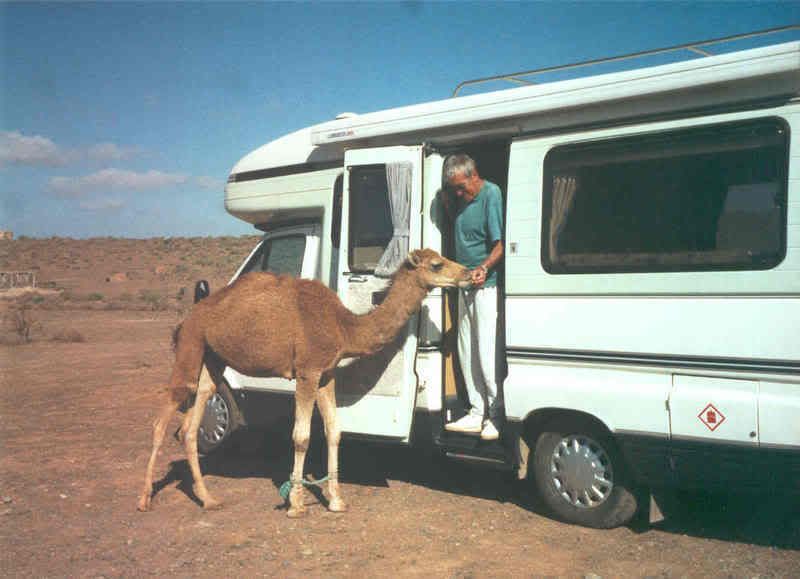 Camel-1.jpg