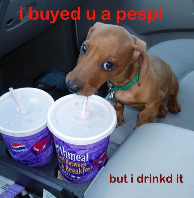 CUTE.jpg pepsi image by doggypaws1980