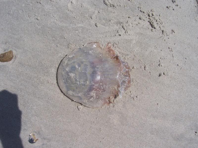 JellyFish3May08.jpg picture by jrraleask