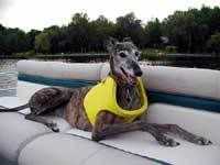 Cori on pontoon boat wearing doggy lifejacket