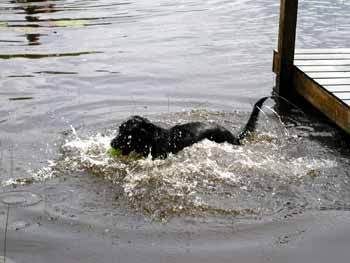 LM learns to swim