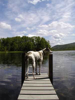 Tess surveys the lake