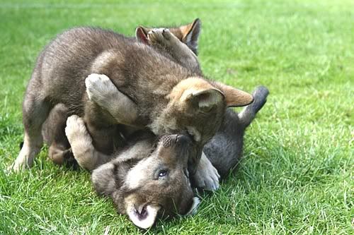 [img width=500 height=333]http://i35.photobucket.com/albums/d177/saarlooswolfhonden/wolven/spelendewelpen.jpg[/img]