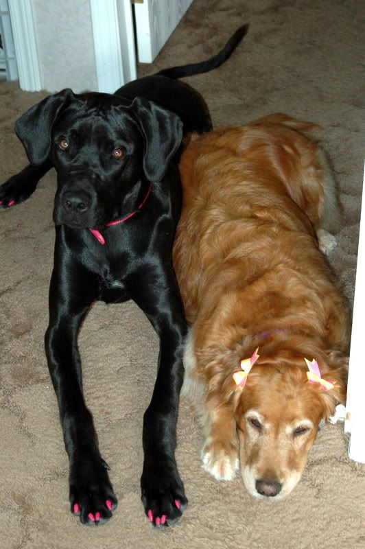 GirlyPups006.jpg