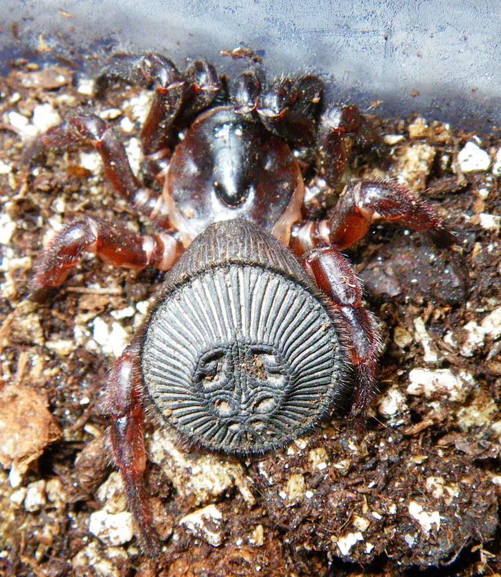 cyclocosmia spider