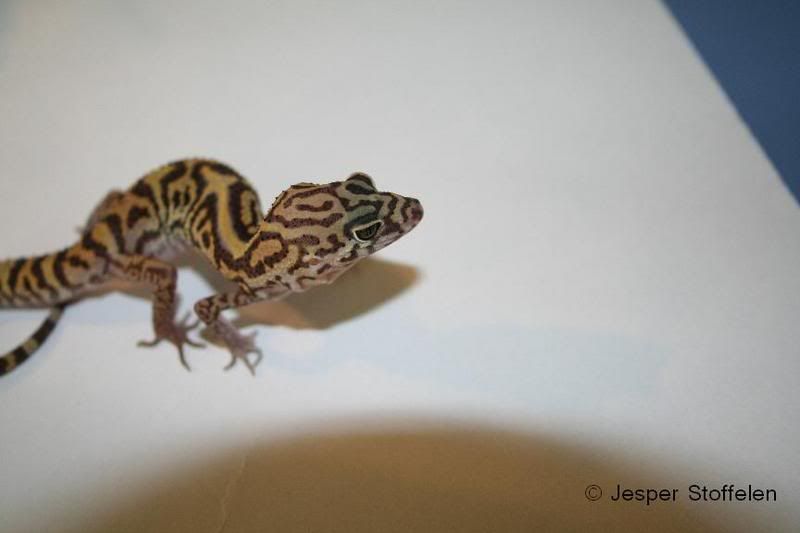 elegans1.jpg