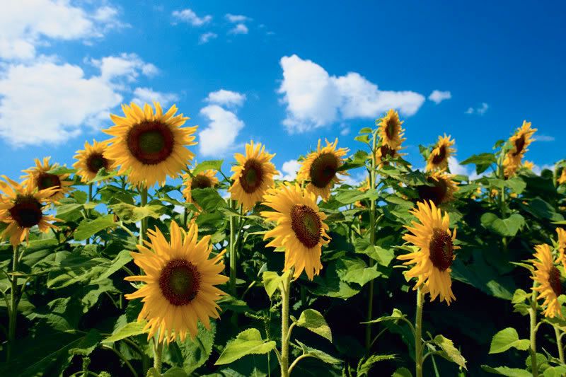 sunflowers.jpg sunflowers image by tinkerbl706