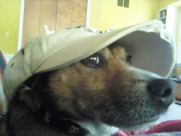 Spike in a hat