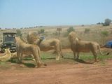 Would the real Rex the Lion please satnd up
