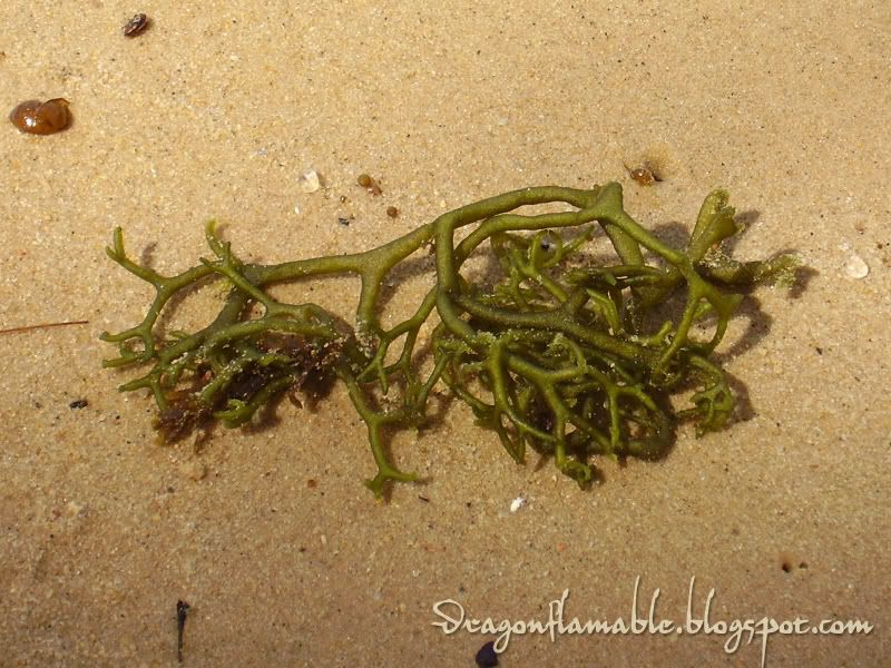 weird looking seaweedy-?
