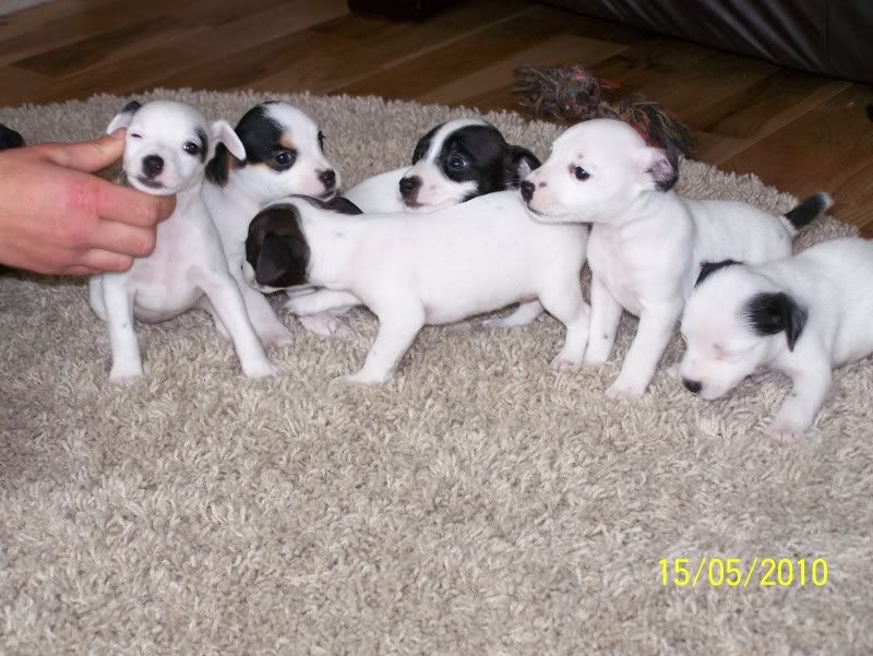 pups017.jpg