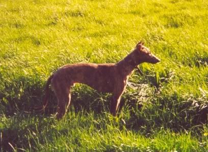 pupoutofspringbyanextrackgreyhound.jpg