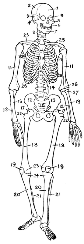 human skeleton diagram bones