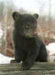 black_bear_cub.jpg