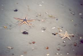 Starfish on the beach of St. Augustine.