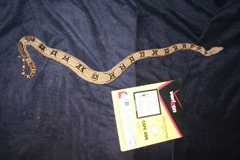 boa1.jpg