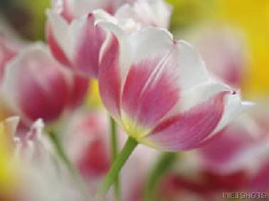 Spring Tulips