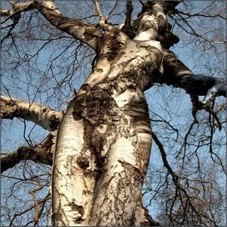 tree woman Pictures, Images and Photos