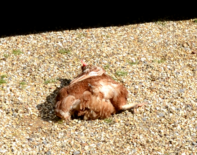 chicken1.png
