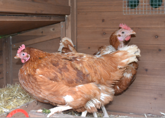 chicken10.png