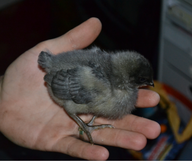 chicken12.png