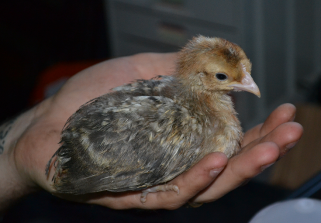 chicken15.png