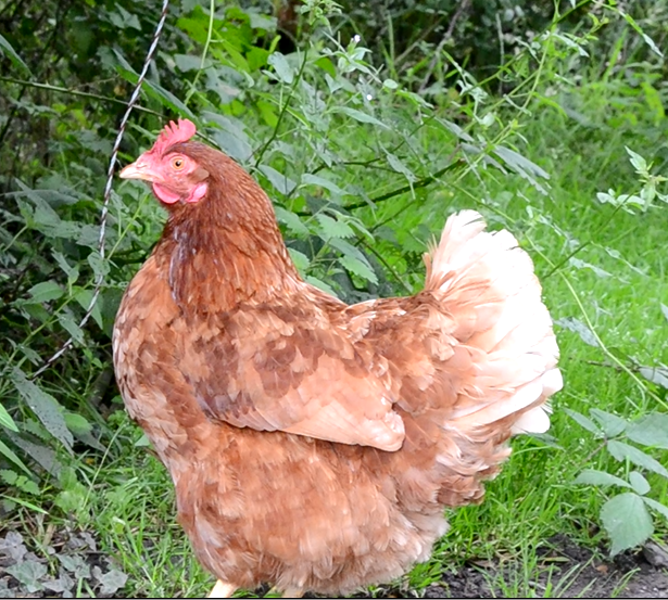 chicken17.png