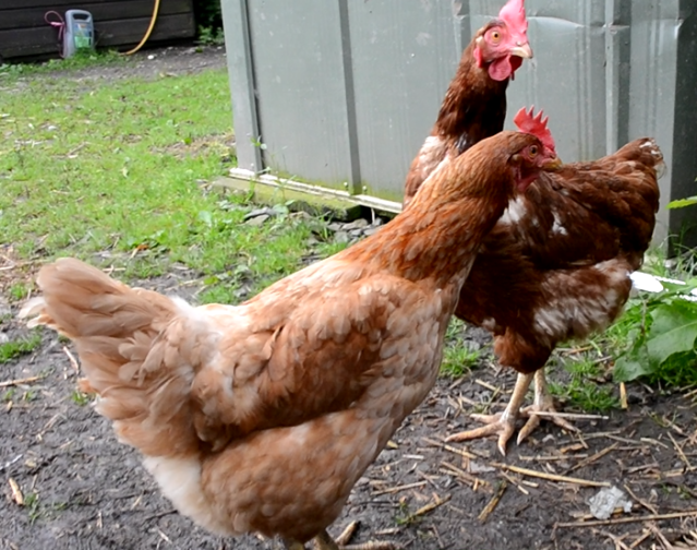 chicken18.png