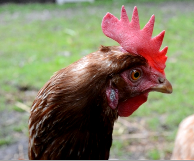 chicken19.png
