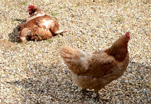 chicken2.png