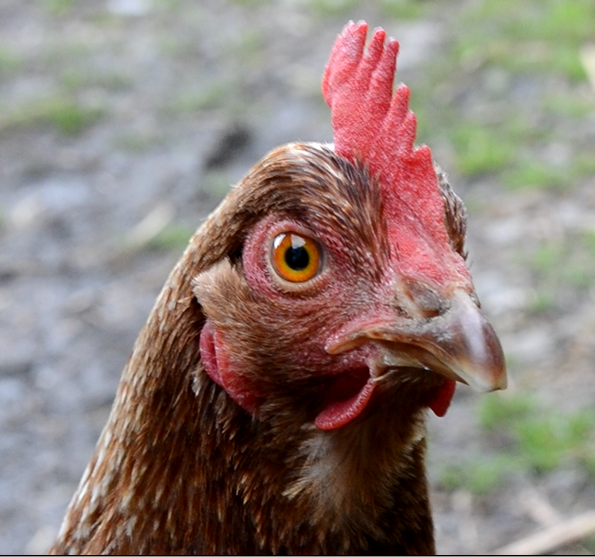chicken20.png