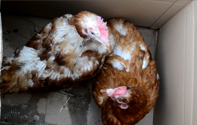 chicken3.png