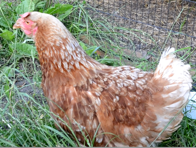 chicken4.png