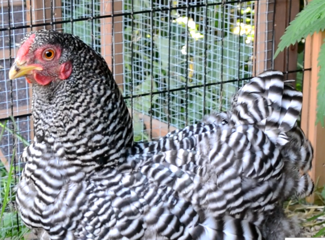 chicken5.png