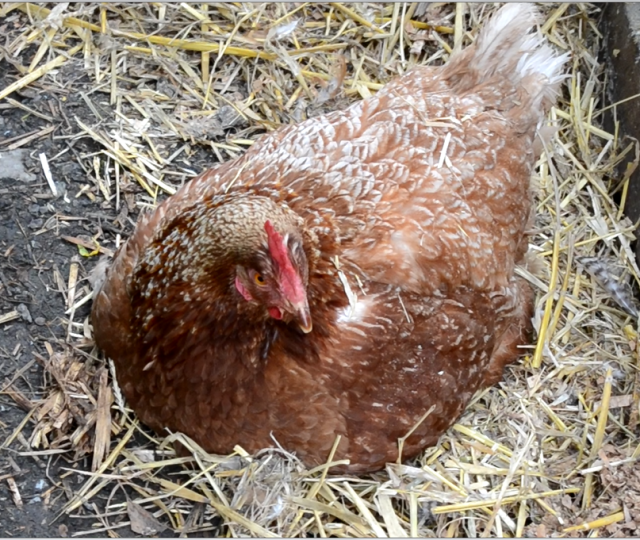 chicken6.png