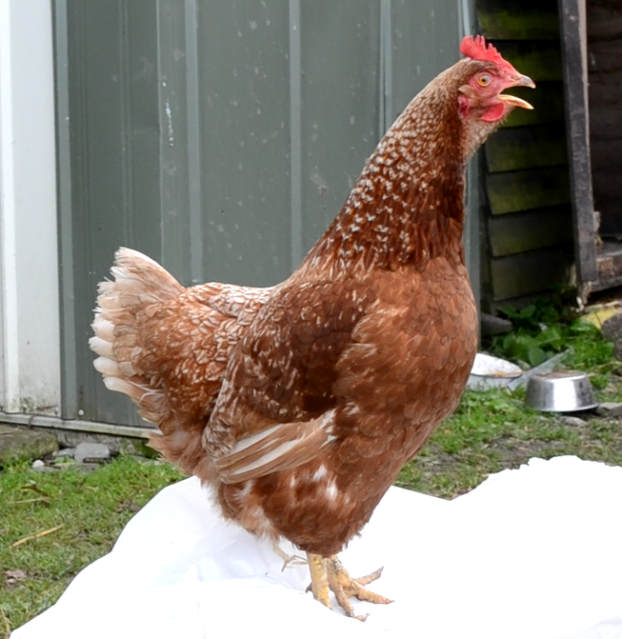 chicken7.png