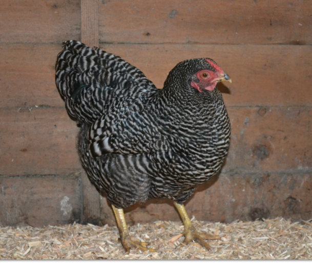 chicken8.png