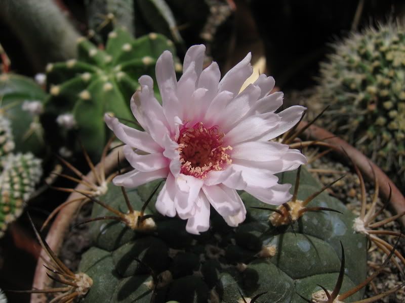 Gymnocalycium20-06-07005.jpg